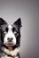 Beautiful muzzle of a dog on a gray gradient background. Portrait. AI-generated
