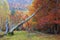 Beautiful mysterious beech forest in autumn, with large trees and colors saturated by rain, Ordesa and Monte Perdido National Park