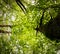 Beautiful mysterious forest, bottom view on beech trees and treetop crowns in springtime