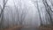 Beautiful mysterious mystical misty road in the forest. Park in autumn or winter. Bald trees against the background of thick fog.