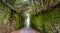 Beautiful and mysterious tunnel of mossy rocks and trees in a rain forest. Old road to Mirador Pico del Ingles, Anaga Rural Park,