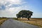 Beautiful mystique tree beside the road on a field