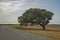 Beautiful mystique tree beside the road on a field