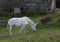 The beautiful mythical unicorn grazing in a grassy field on a farm in the Canada in autumn