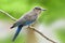 Beautiful naive grey to blue plumage bird perching on thin wooden twig over blur background in nature, Juvenile Indian roller  or