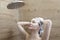 Beautiful naked young woman washes her hair and uses shampoo while taking a