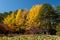 Beautiful Namiseom Nami Island on Han river in South Korea during Autumn season