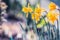 Beautiful narcissists or Daffodils in garden or park, closeup. Outdoor floral springtime
