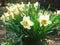 Beautiful narcissus, daffodil