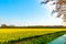 Beautiful Narcissus deffodils flower field in the netherlands farming