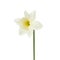 Beautiful narcissus flower isolated on white background, inclusive clipping path.