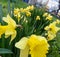 Beautiful narcissus flowers adorn countless gardens around the world.