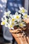 Beautiful Narcissus Geranium with pure white petals with an orange cup in wickery basket