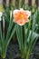 Beautiful narcissus Split Corona Apricot Whirl blooms in the garden in spring