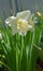 Beautiful Narcissus, spring perennial plants
