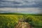 Beautiful narrow footpath through a green flower meadow under a dark cloudy sky