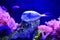 Beautiful Naso Tang in reef aquarium tank