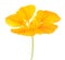 Beautiful nasturtium flower