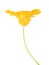 Beautiful nasturtium flower