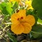 Beautiful nasturtium flowers