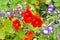 Beautiful nasturtium flowers close up