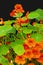 Beautiful nasturtium flowers close up