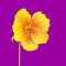 Beautiful nasturtium isolated on bright purple background. Yellow and orange bright flower. Botanical realistic art. Hand drawn