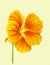 Beautiful nasturtium. Yellow and orange colors. Bright flower. Botanical realistic art. Watercolor painting. Hand drawn detailed