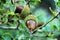 Beautiful native Quercus Coccifera plant in the mountain