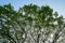 Beautiful natural abstract pattern of wide spread giant raintree branches with fresh green leaves and blue sky background