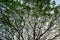 Beautiful natural abstract silhouette pattern of giant raintree branches with fresh abundance green leaves and clear blue sky