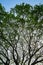 Beautiful natural abstract silhouette pattern of giant raintree branches with fresh green leaves and blue sky background