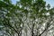 Beautiful natural abstract silhouette pattern of wide spread giant raintree branches with fresh green leaves and blue sky