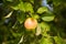 A beautiful natural apples hanging in the apple tree in the end of summer.