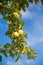 A beautiful natural apples hanging in the apple tree in the end of summer.