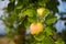 A beautiful natural apples hanging in the apple tree in the end of summer.