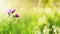 Beautiful natural background with delicate lilac flowers bells grow on a green summer meadow with brightly shimmering glare and