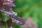 Beautiful natural background, dew drops on leaves, space for text, purple and green tones, summer