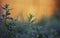 Beautiful natural background with grass covered with shiny drops of fresh dew during the morning bright Golden Sunny dawn in