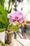 Beautiful natural background of indoor plants, greenhouses. Urban jungle, a place for rest and relaxation. Orchids, indoor plants