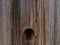 Beautiful natural dry tree trunk with hole. wooden background.wood texture