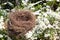 Beautiful natural empty birds nest in flowers cherry tree