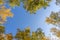 Beautiful natural frame from autumn, yellowing trees. Blue sky through bright foliage. Look up, copy space