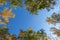 Beautiful natural frame from autumn, yellowing trees. Blue sky through bright foliage. Look up, copy space