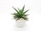 Beautiful Natural Green Cactus Plant in Clean Ceramic Pot with Stones Accessories in White Isolated Background 10