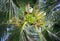 Beautiful natural green coconat fruit on palm tree in the sunny summer day. Healthy fresh food outside Kenya, Africa. Close up.