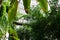 Beautiful natural green tropical plants grows in conservatory