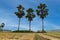 Beautiful Natural landscape of the Bangladesh. Three palm trees stand together and peek into the blue sky