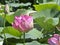 Beautiful natural landscape bloom of lilies on the lake.