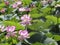 Beautiful natural landscape bloom of lilies on the lake.